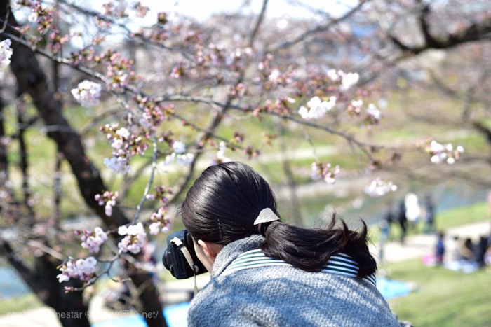 岡崎公園　桜　2017