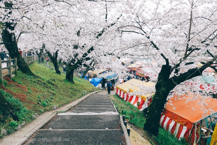 岡崎公園　桜