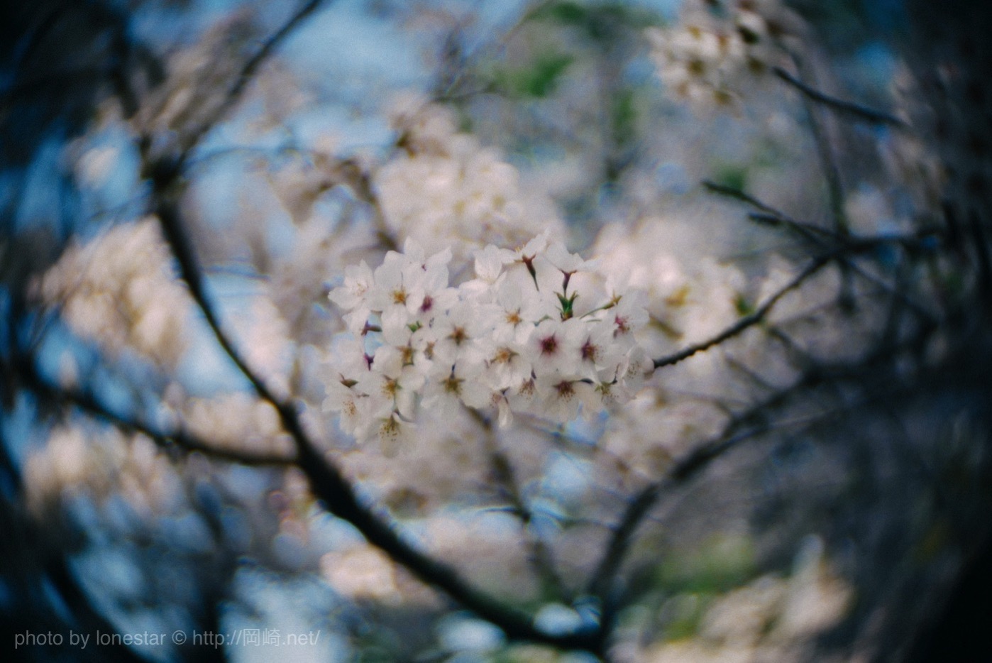 岡崎城　桜まつり