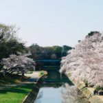 岡崎市　桜　開花状況