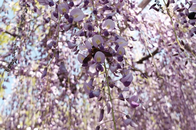 岡崎公園　藤の花