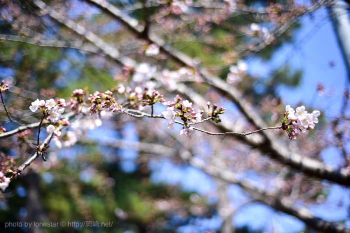岡崎公園　桜　2017