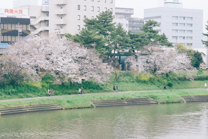 岡崎公園　桜