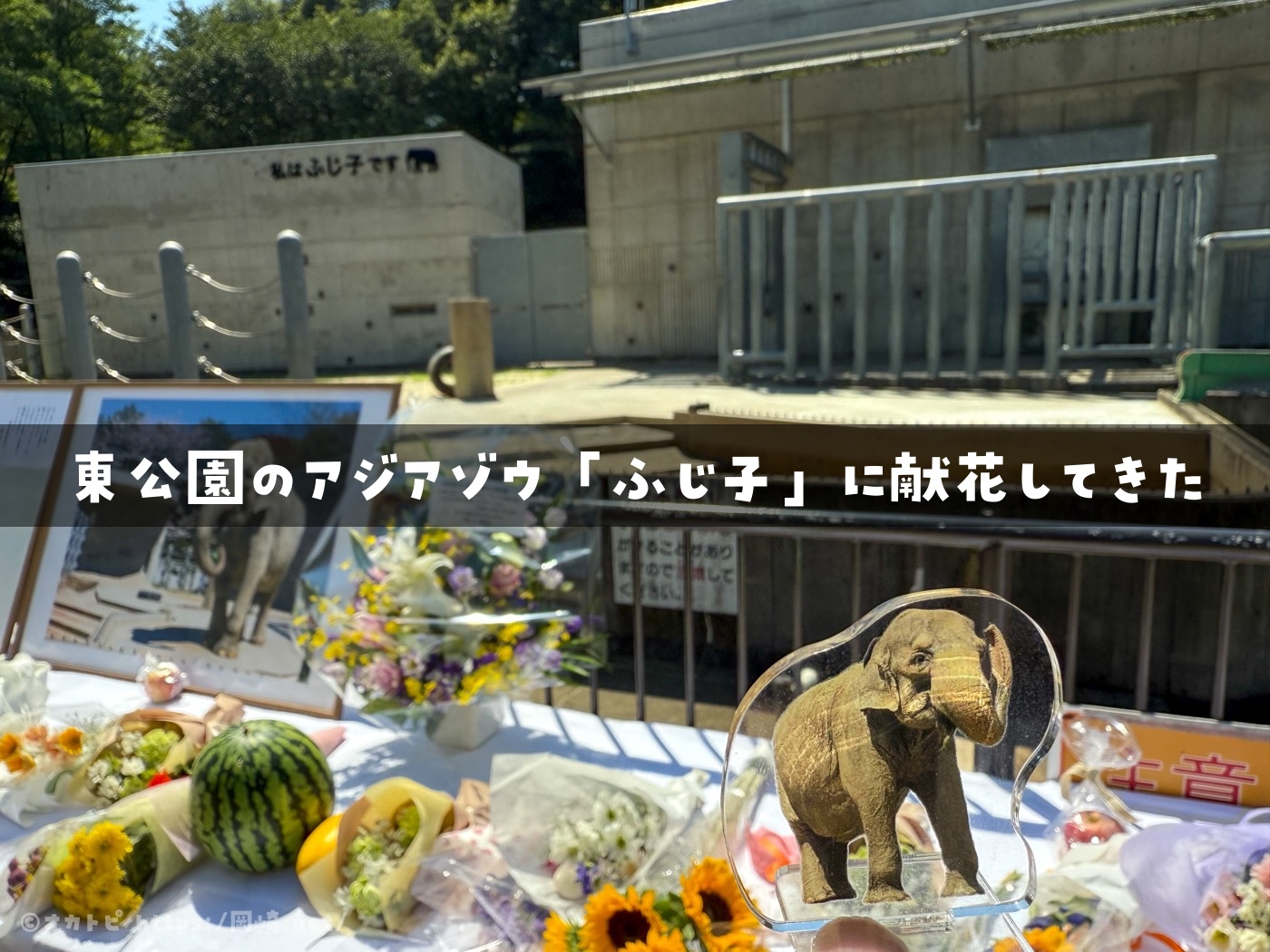 東公園　ふじ子　献花