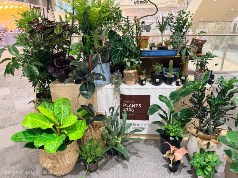 PLANTS2306 岡崎店　ポップアップ　イオン